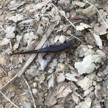 Indian Valley Open Space Preserve - Came across this little guy towards the end of the hike - Parks Near Me - Novato, California