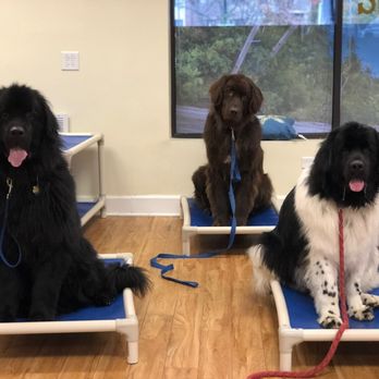 Woofbeach Batavia - Pet Groomers Near Me - Batavia, Illinois