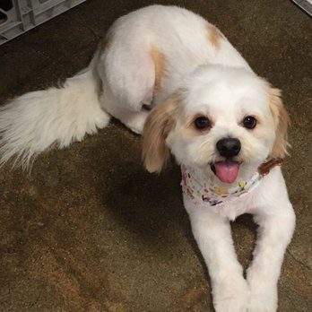 WAGZ - Pet Groomers Near Me - Westchester, California WAGZ - Pet Groomers Near Me - Westchester, California