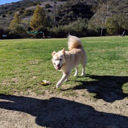 My happy pup exploring the park My happy pup exploring the park