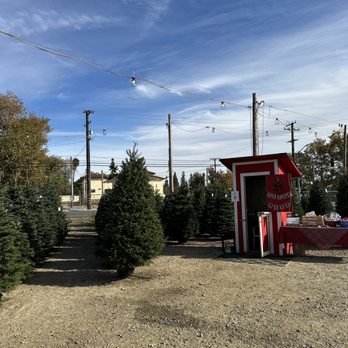 Olympic Christmas Trees - Outside - Christmas Trees Near Me - Rancho Cucamonga, California