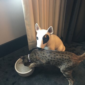 The Kimpton Journeyman Hotel - Pets that Share - Hotels Near Me - Milwaukee, Wisconsin The Kimpton Journeyman Hotel - Pets that Share - Hotels Near Me - Milwaukee, Wisconsin
