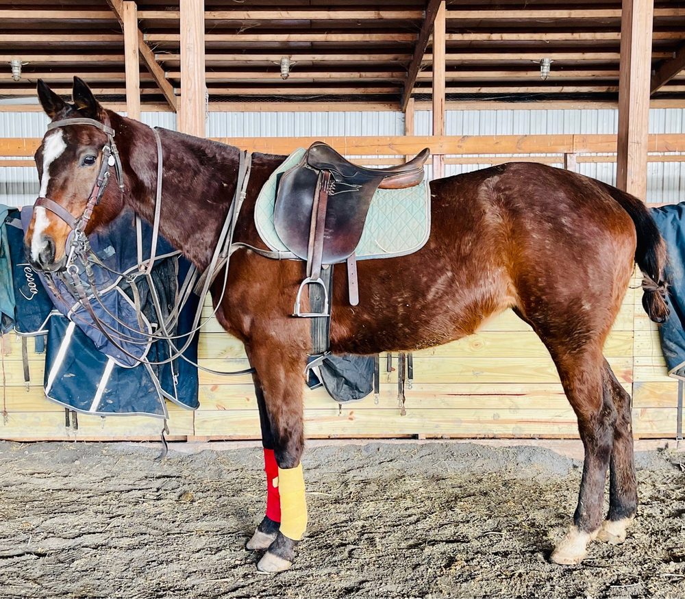 BATTLEFIELD PARK POLO CLUB & EQUESTRIAN CENTER Updated September 2024