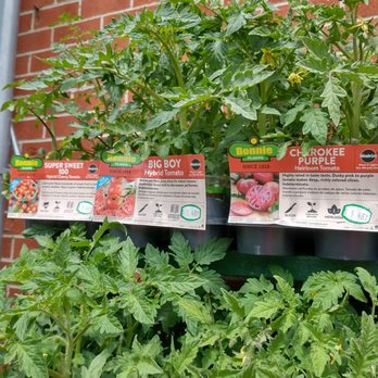 Rocky's Ace Hardware - Also getting tomatos - Hardware Stores Near Me - Greenville, Rhode Island