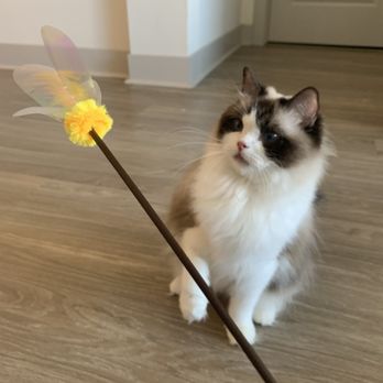 AdorableDolls Ragdolls - Pet Breeders Near Me AdorableDolls Ragdolls - Pet Breeders Near Me