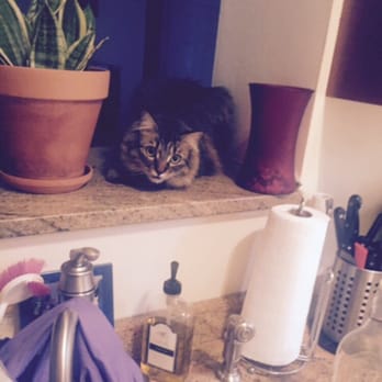 Cattitude Street Strutters - Caught red-handed by Keisha. He knows he's not allowed up there! I loved getting daily update emails with pics and videos. - Pet Sitting Near Me - Brooklyn, New York Cattitude Street Strutters - Caught red-handed by Keisha. He knows he's not allowed up there! I loved getting daily update emails with pics and videos. - Pet Sitting Near Me - Brooklyn, New York