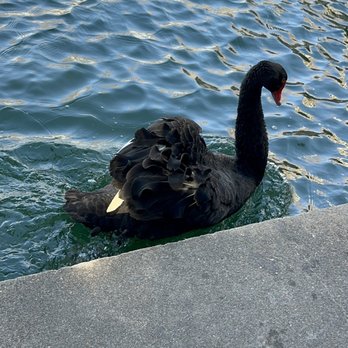 Omni Houston Hotel - 1 of 2 black swans that live on the property - Hotels Near Me - Houston, Texas Omni Houston Hotel - 1 of 2 black swans that live on the property - Hotels Near Me - Houston, Texas