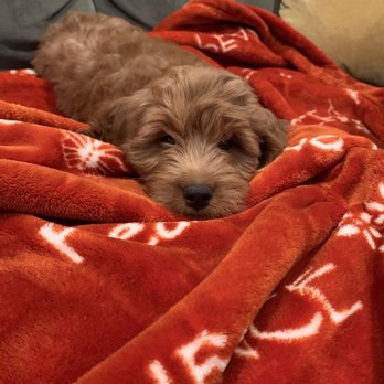 California Goldendoodle - Sleepy time - Pet Breeders Near Me California Goldendoodle - Sleepy time - Pet Breeders Near Me