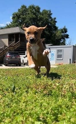 Sherwood South Animal Hospital - pet boarding facility in Baton Rouge, LA