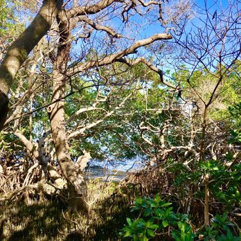 Joan M. Durante Park - Mangroves - Parks Near Me - Longboat Key, Florida