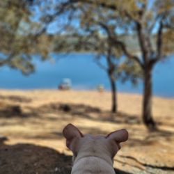 Collins Lake Recreation Area - Koji loves site 214 and so do we at Collins Lake!