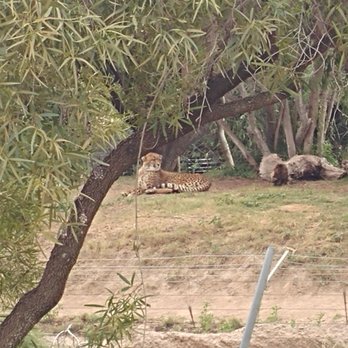 Africa Tram - Zoos Near Me - Escondido, California