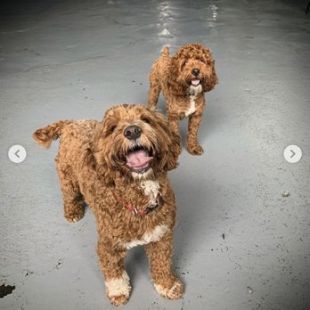 Acme Dog Run - Pet Boarding Near Me - Brooklyn, New York