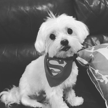 Honey Pets - Mobile Pet Grooming & Spa - Great first cut May 29, 2019 - Pet Stores Near Me - Davie, Florida Honey Pets - Mobile Pet Grooming & Spa - Great first cut May 29, 2019 - Pet Stores Near Me - Davie, Florida