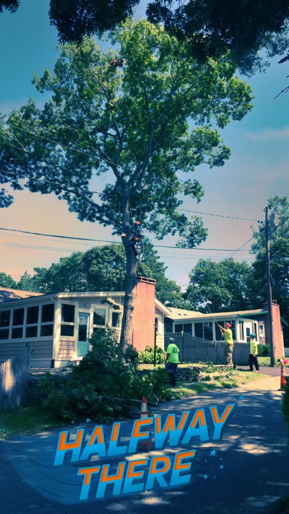 TREES R US NEW ENGLAND 10 Photos Carver, MA Yelp