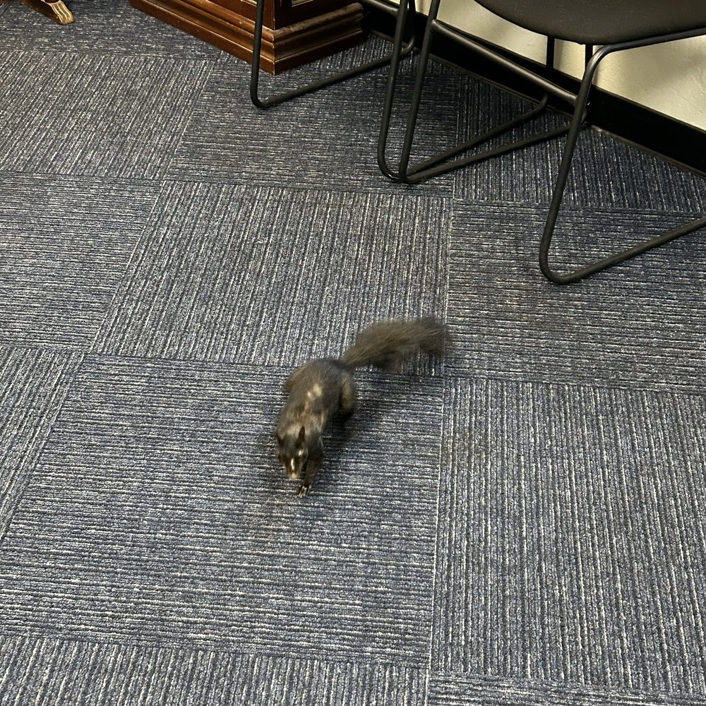 The friendly squirrel visitor.