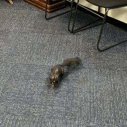 The friendly squirrel visitor.