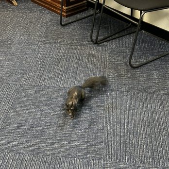 Central Bay Coin Exchange - The friendly squirrel visitor. - Gold Buyers Near Me - Capitola, California