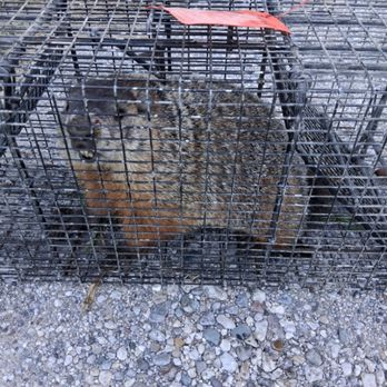 Complete Critter Control - Pest Control Near Me - Angola, Indiana Complete Critter Control - Pest Control Near Me - Angola, Indiana