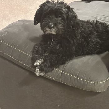 Premier Pets Grooming - Small dog - Pet Groomers Near Me - Rio Rancho, New Mexico Premier Pets Grooming - Small dog - Pet Groomers Near Me - Rio Rancho, New Mexico