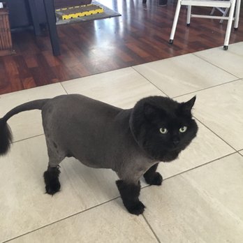 Pawsitive Pet Spa - Jezzibell and her Lion Cut. - Pet Groomers Near Me Pawsitive Pet Spa - Jezzibell and her Lion Cut. - Pet Groomers Near Me