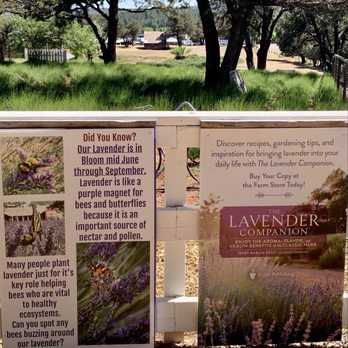 Pine Creek Canyon Lavender Farm - Signs and lavender field - Farms Near Me - Pine, Arizona