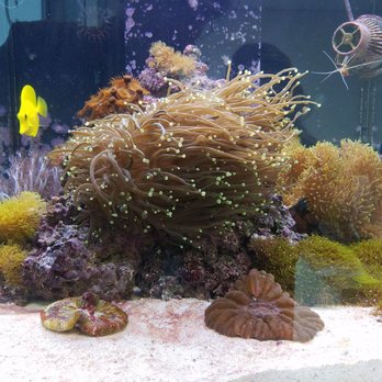 MK Aquarium Services - My clownfish, yellow tang and blue tang hiding amongst our coral and rock arrangement! - Aquarium Services Near Me - Chino, California