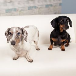 Simply Massage - Our mascots Sophie and Willie. They may be in the studio when you come in!
