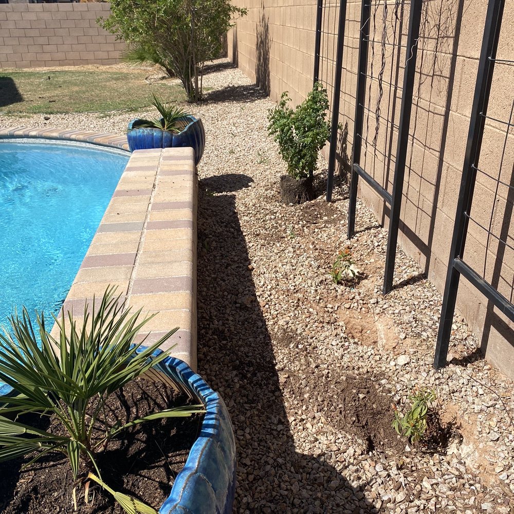 Action Yard and Tree Service - Twigs they did not remove - Tree Services Near Me - Tucson, Arizona Action Yard and Tree Service - Twigs they did not remove - Tree Services Near Me - Tucson, Arizona