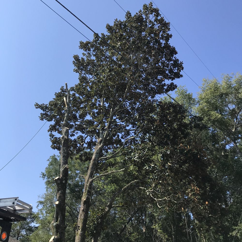 Bayou Tree Service - The HUGE Magnolia! - Tree Services Near Me