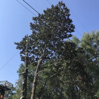 Bayou Tree Service - The HUGE Magnolia! - Tree Services Near Me Bayou Tree Service - The HUGE Magnolia! - Tree Services Near Me