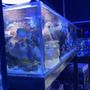 Photo of Robert's Reef