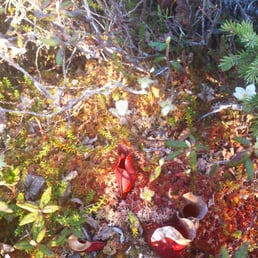 Do the bog trail! Pitcher plants Do the bog trail! Pitcher plants