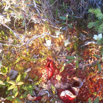 Quoddy Head State Park - Do the bog trail! Pitcher plants - Hiking Near Me - Lubec, Maine Quoddy Head State Park - Do the bog trail! Pitcher plants - Hiking Near Me - Lubec, Maine