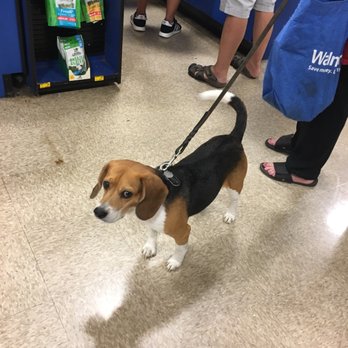 PetSmart - Puppy - Pet Stores Near Me - Fremont, California