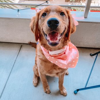 Muddy Paws OC - Right after her spa day - Pet Groomers Near Me - Orange, California