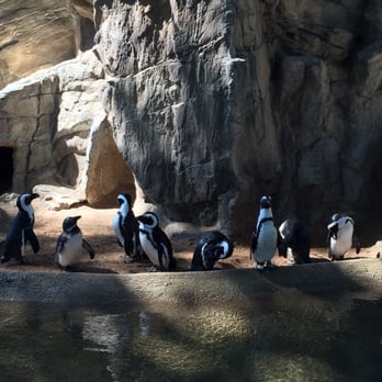 Denver Zoo - Penguins - Zoos Near Me - Denver, Colorado Denver Zoo - Penguins - Zoos Near Me - Denver, Colorado
