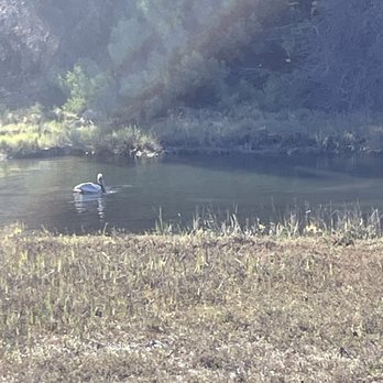 Famosa Slough - Brown pelican enjoying a good meal - Hiking Near Me - San Diego, California