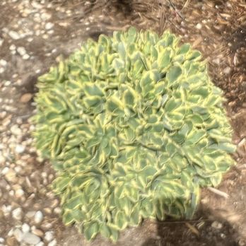 TLC Garden Centers - Nurseries & Gardening Near Me - Oklahoma City, Oklahoma