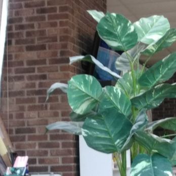 Nail Designs - So dirty the fake plants look white - Nail Salons Near Me - West Columbia, South Carolina Nail Designs - So dirty the fake plants look white - Nail Salons Near Me - West Columbia, South Carolina