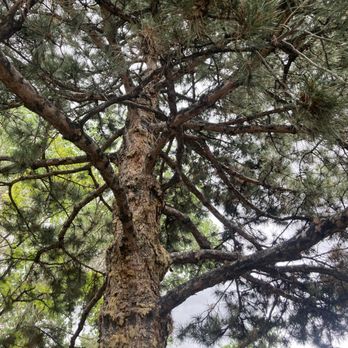 Bear Mountain Arborist - Tree Services Near Me