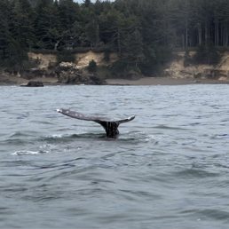 Whale tail Whale tail