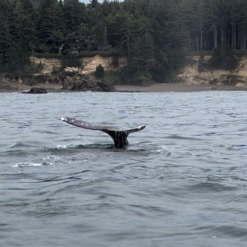 Whale's Tail Charters - Whale tail - Whale Watching Tours Near Me - Depoe Bay, Oregon Whale's Tail Charters - Whale tail - Whale Watching Tours Near Me - Depoe Bay, Oregon