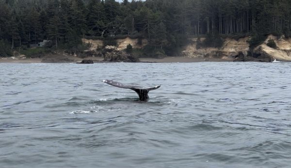 Whale's Tail Charters by null