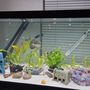 Photo of Robert’s Freshwater Aquarium Maintenance