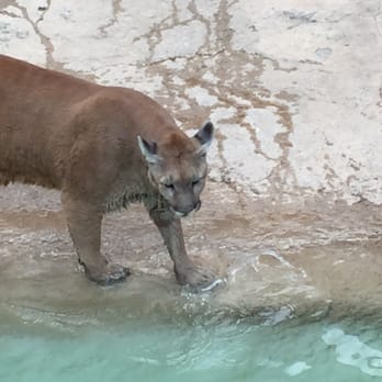 Spring River Park and Zoo - Zoos Near Me - Roswell, New Mexico Spring River Park and Zoo - Zoos Near Me - Roswell, New Mexico