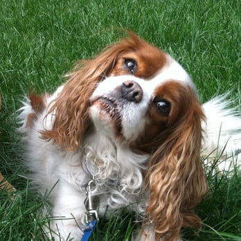 Boston Pet Sitters - Pet Sitting Near Me - Boston, Massachusetts