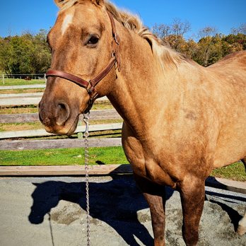 Von Dohren Stables - Horse Boarding Near Me - Fleetwood, Pennsylvania Von Dohren Stables - Horse Boarding Near Me - Fleetwood, Pennsylvania