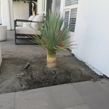 Dg's Landscape - 15 gallon yucca rostrada installation - Landscaping Near Me Dg's Landscape - 15 gallon yucca rostrada installation - Landscaping Near Me