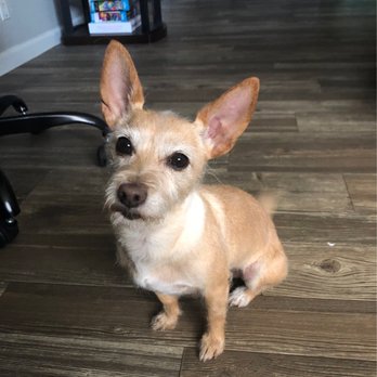 Top Tails Grooming Salon - Freshly cut puppy - Pet Groomers Near Me - San Antonio, Texas Top Tails Grooming Salon - Freshly cut puppy - Pet Groomers Near Me - San Antonio, Texas